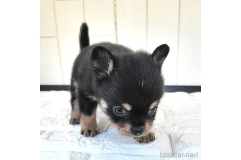 成約済の茨城県のミックス犬-339883の6枚目